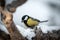 Bird Tit in forest, snowflakes and nice lichen branch near Baikal lake