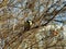 A bird tit on one branch and many bare brown branches of a bush