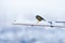 Bird titmouse eating bread in the winter and the snow is fluffy beautiful