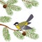 Bird Titmouse on Pine Branch