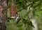The bird titmouse sits on a feeder with nuts in the garden on an apple tree in summer.