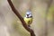 Bird titmouse sitting on a branch