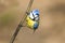 Bird titmouse sitting on a branch