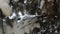 Bird Titmouse on Spruce with Snow