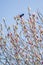 Bird on top of a magnolia tree