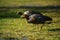 Bird in the Torres del Paine National Park. Autumn in Patagonia, the Chilean side.