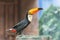 Bird Toucan