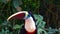 Bird toucan sits on a tree among the foliage