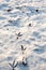 Bird trail in snow