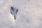 Bird trail in snow, top view. top view, close up.