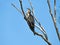 Bird in the tree, Australasian Darter