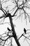 Bird on tree branch silhouette without leave