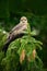 Bird with tree cone. Black Kite, Milvus migrans, brown bird of prey sitting larch tree branch. animal in the nature habitat. Black