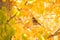 The bird on the tree fall leaf yellow glow