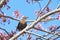 Bird on a tree - starling with food  seeds in its beak, on an pink sakura tree - the adult brings food for the young.