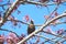 Bird on a tree - starling with food  seeds in its beak, on an pink sakura tree - the adult brings food for the young.