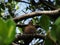 bird in a tree wiht leaves 