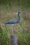 Bird - Tri Colored Heron