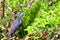 Bird, Tricolored, Louisiana heron in breeding plumage