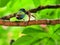 Bird, Tricolored Parrot-Finch on branch