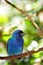 Bird, Tricolored Parrot-Finch on branch