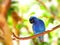 Bird, Tricolored Parrot-Finch on tree branch