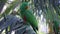 Bird of tropical rainforest green parrot sits on palm branch