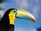 Bird Tucan