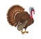 Bird Turkey Symbol of Thanksgiving Day Vector