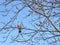 Bird turtledove on the bare branches