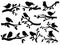 Bird and twig silhouettes. Cute birds and on branch, romantic spring image, black sparrows on tree, garden decor retro art, vector