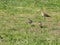 Bird with two chicks in the grass