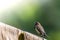 A bird of the type Estrildidae sparrow or estrildid finches perched on a branch on a sunny morning