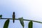 A bird of the type Estrildidae sparrow or estrildid finches perched on a branch on a sunny morning