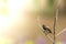 A bird of the type Estrildidae sparrow or estrildid finches perched on a branch on a sunny morning