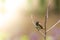 A bird of the type Estrildidae sparrow or estrildid finches perched on a branch on a sunny morning