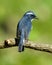 BIRD: Ultra blue Flycatcher