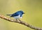 Bird (Ultramarine Flycatcher) , Thailand