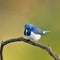 Bird (Ultramarine Flycatcher) , Thailand