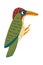 Bird vector illustration in cartoon style. Garden green woodpecker. Little cute birdie