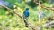 Bird (Verditer Flycatcher) on tree in nature wild