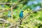 Bird (Verditer Flycatcher) on tree in nature wild