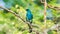 Bird (Verditer Flycatcher) on tree in nature wild