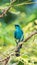 Bird (Verditer Flycatcher) on tree in nature wild