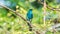 Bird (Verditer Flycatcher) on tree in nature wild