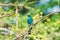 Bird (Verditer Flycatcher) on tree in nature wild