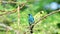 Bird Verditer Flycatcher on tree in nature wild