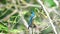 Bird Verditer Flycatcher on tree in nature wild
