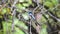 Bird Verditer Flycatcher on tree in nature wild