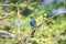 Bird (Verditer Flycatcher) in a wild